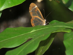 Greta morgane morgane