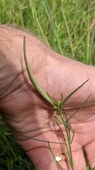 Asclepias linearis