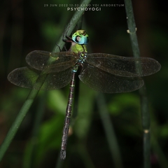 Heliaeschna uninervulata