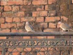 Streptopelia chinensis