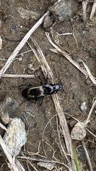 Pterostichus jurinei