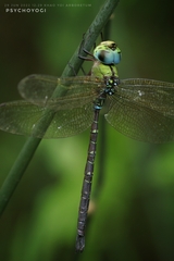 Heliaeschna uninervulata