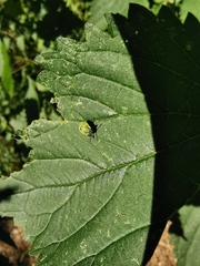 Palomena prasina