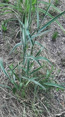 Phalaris arundinacea picta