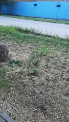 Phalaris arundinacea picta