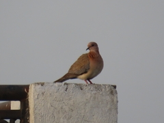 Streptopelia senegalensis