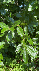 Quercus imbricaria