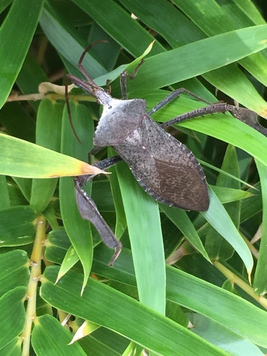 Spine-headed Bugs (Genus Acanthocephala) · iNaturalist
