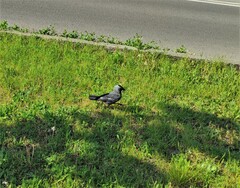 Corvus monedula