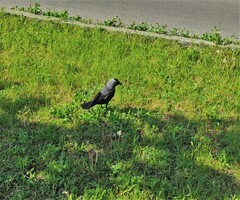 Corvus monedula