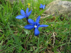 Gentiana verna