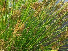 Juncus effusus