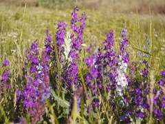 Consolida orientalis