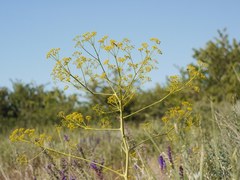 Ferula caspica
