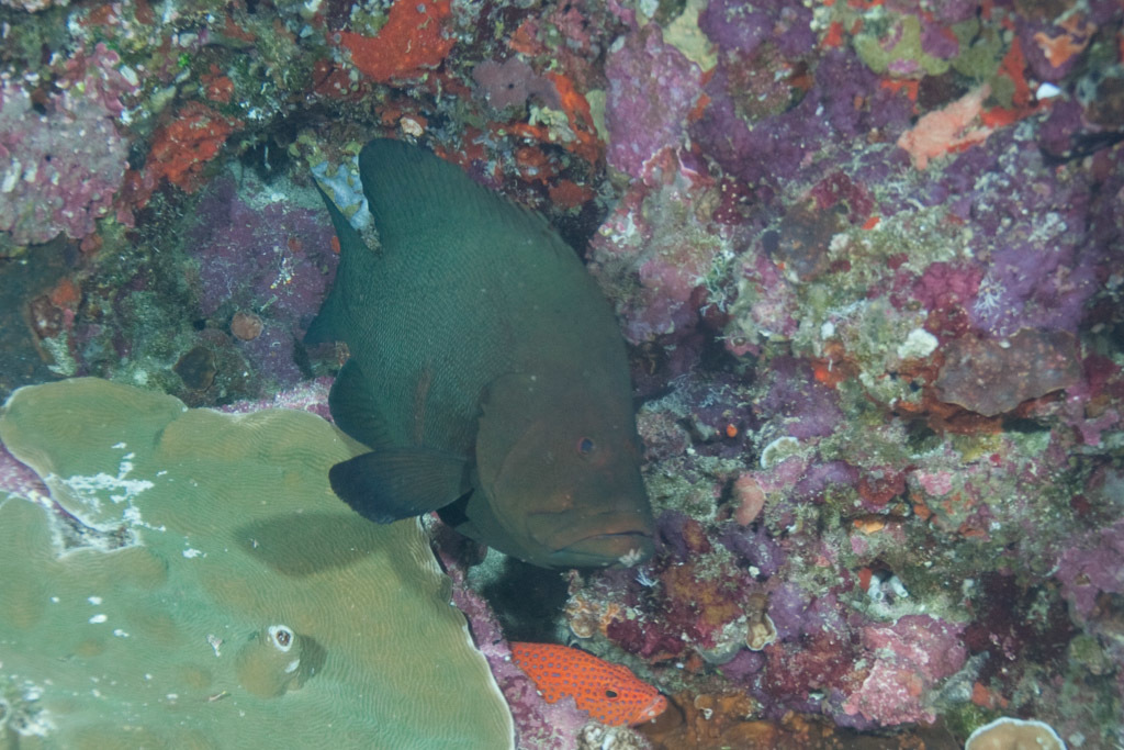 Redmouth Groupers