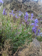 Penstemon venustus