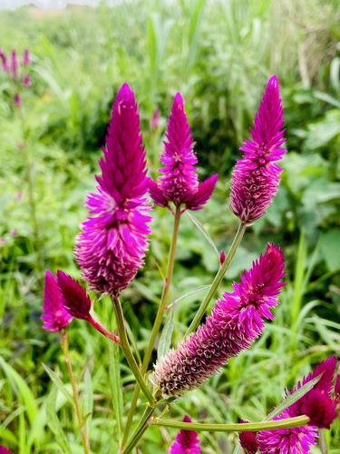 Celosia argentea image