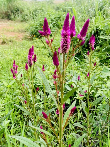 Celosia argentea image