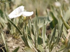 Convolvulus lineatus