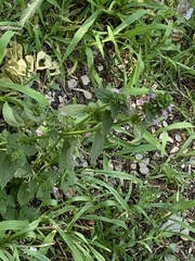 Ballota nigra