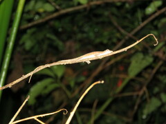 Anolis fuscoauratus