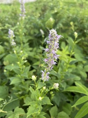 Agastache foeniculum