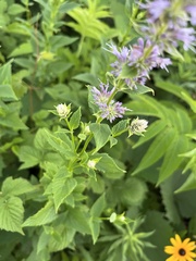 Agastache foeniculum