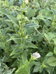 Agastache foeniculum