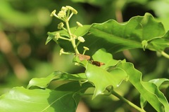 Choranthus borincona