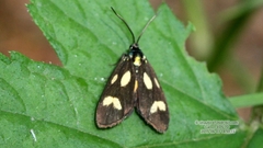 Bremeria aurulenta bella