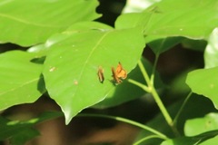 Choranthus borincona