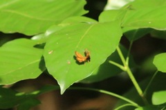 Choranthus borincona