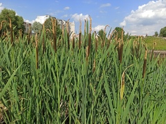 Typha latifolia
