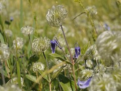 Clematis integrifolia