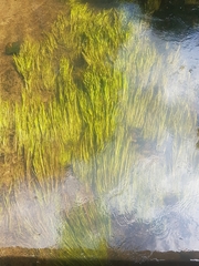 Egeria densa