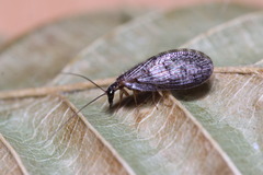 Sympherobius pygmaeus