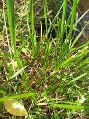 Ceratophyllum demersum