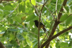 Icterus portoricensis