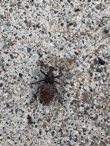 Trichalophus didymus
