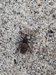 Trichalophus didymus