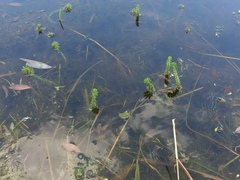 Myriophyllum verticillatum