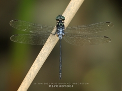 Pornothemis