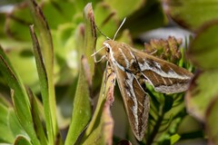 Hyles tithymali tithymali