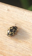 Propylea quatuordecimpunctata