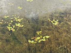 Potamogeton natans