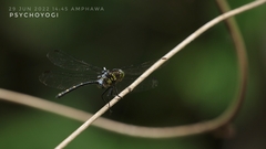 Pornothemis