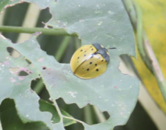 Stolas quatuordecimsignata