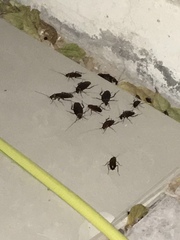 Periplaneta americana