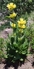 Gentiana burseri