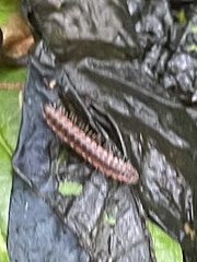 Pseudopolydesmus canadensis